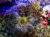 Yellow-green Magnifica Anemone