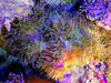 Purple tip Lime with Bright Purple Base Magnifica Anemone