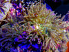 Purple tip Lime with Bright Purple Base Magnifica Anemone