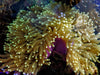 Yellow-green with Bright Purple Base Magnifica Anemone