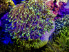 Yellow-green Magnifica Anemone