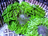 Medium Green Bubble tip Anemone