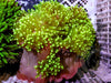 Lemon tip Large Bubble tip Anemone