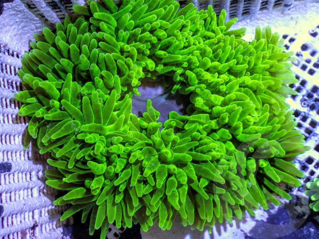Large Green Bubble tip Anemone