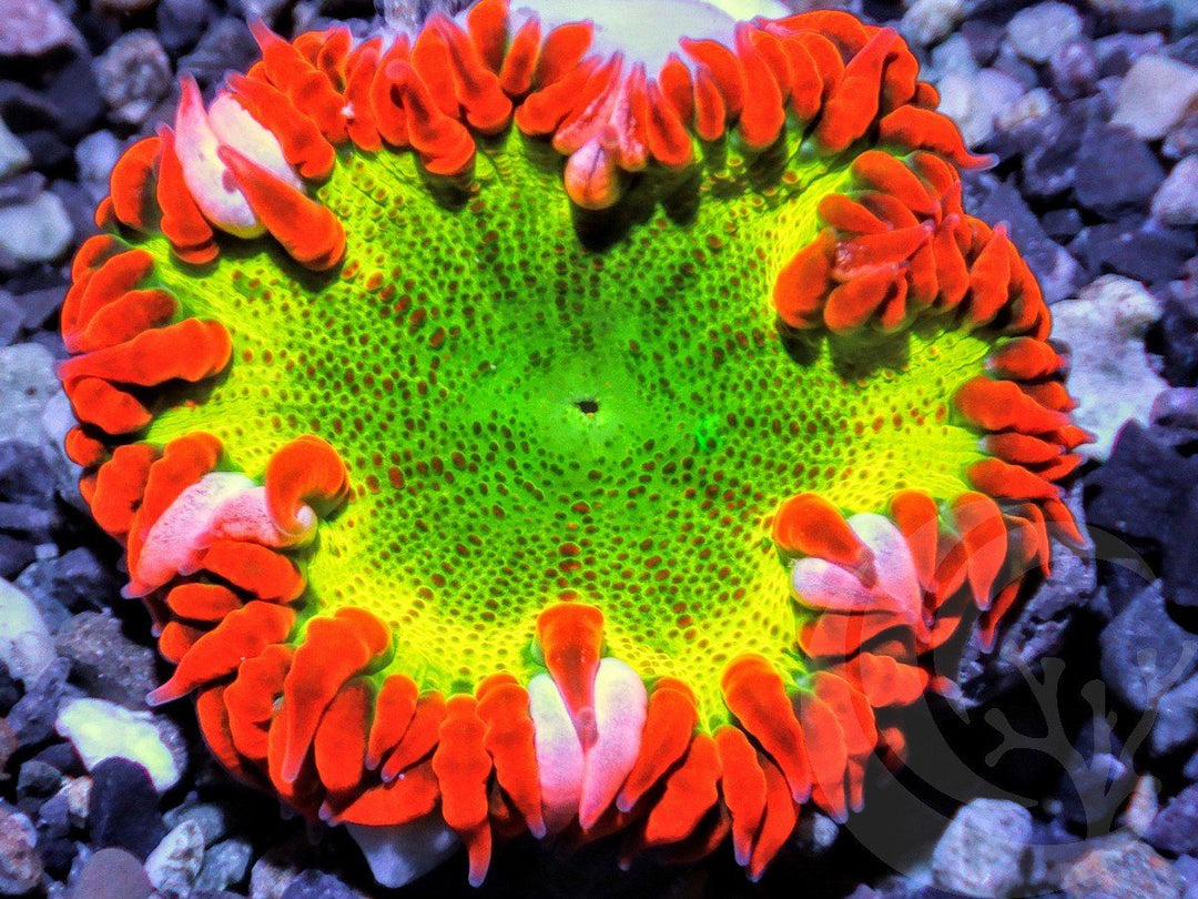 Rock Anemone