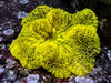 Lemon Lime Gigantea Carpet Anemone