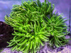 Lime Long Tentacle Anemone - WYSIWYG