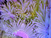 Purple tip Leathery Anemone Heteractis crispa