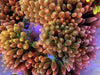 Sunset Rose Bubble tip Anemone - WYSIWYG