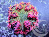 Pink Zebra Rock Anemone