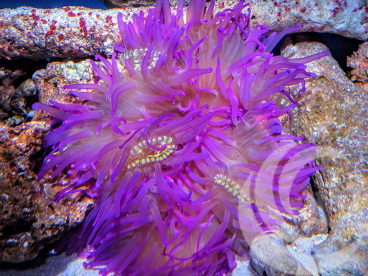 Super Ultra Purple Long Tentacle Anemone