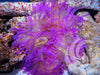 Super Ultra Purple Long Tentacle Anemone