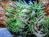 Green Long Tentacle Anemone