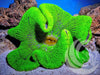 Electric Lime Carpet Anemone