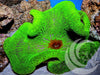 Electric Lime Carpet Anemone