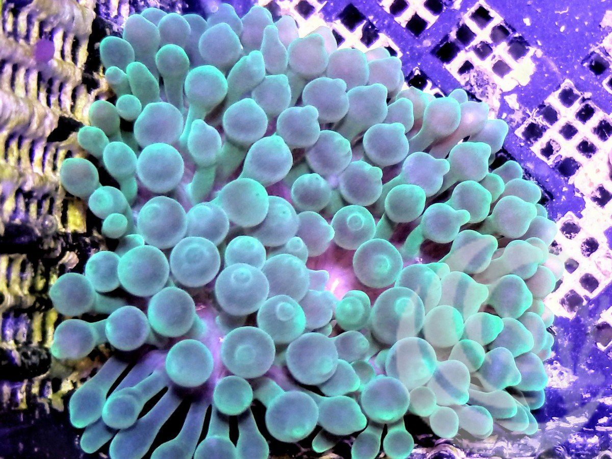 Green Bubble Tip Anemone