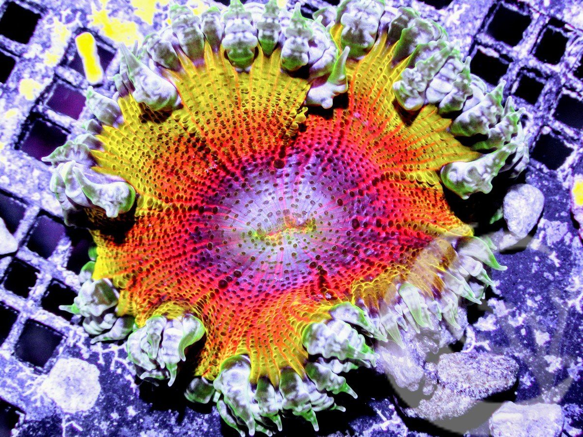 Solar Rainbow Rock Anemone