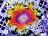 Solar Rainbow Rock Anemone