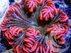 Red Zebra Rock Anemone