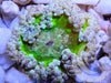 Green Mist Rock Anemone