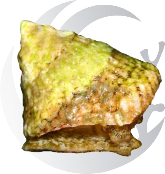 Dr. Mac's Pod Pub Problem Algae Demo Kit