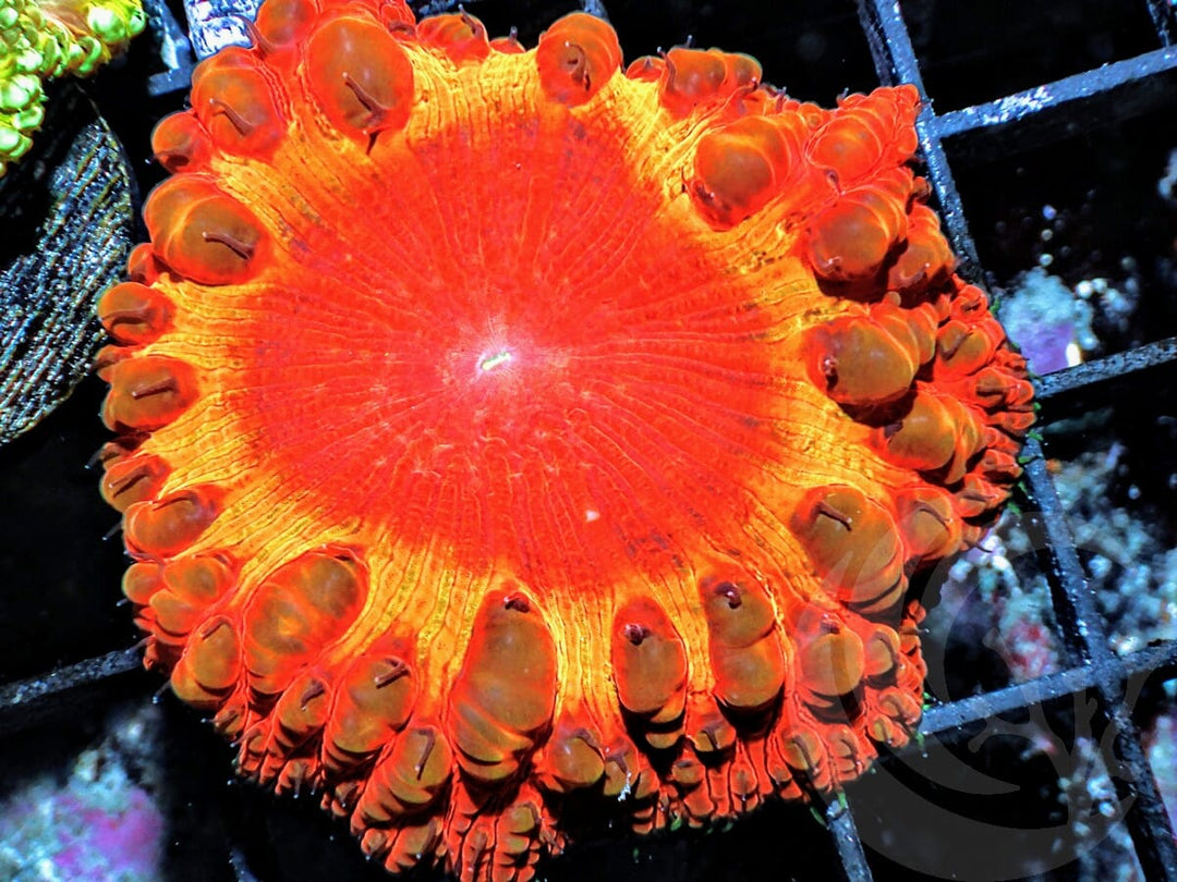 Candy Corn Blastomussa wellsi