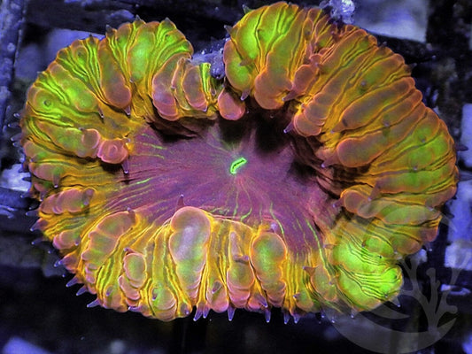Rainbow Grape  Blastomussa wellsi