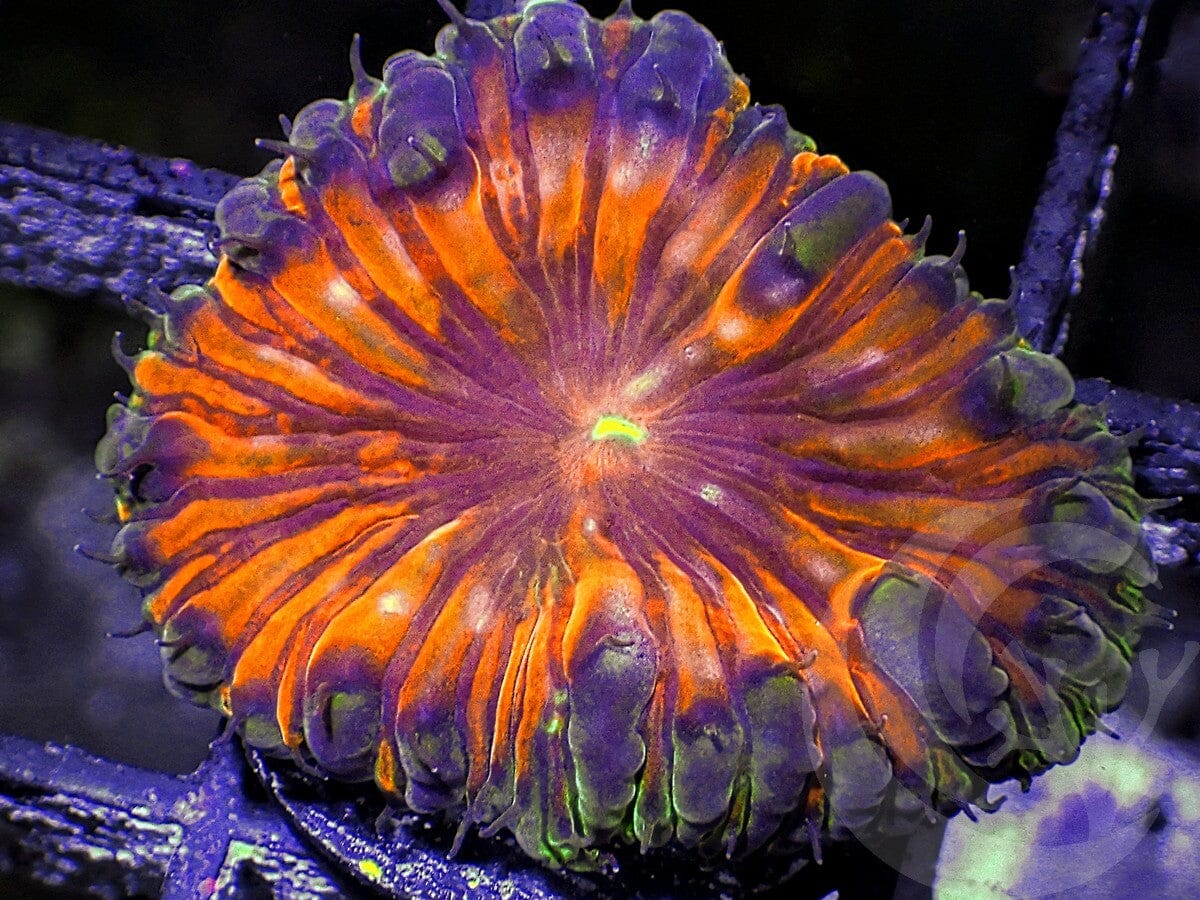 Autumn Leaves Blastomussa wellsi