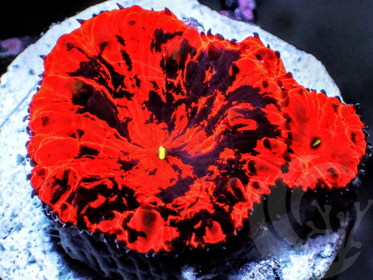 Devil's Mosaic Blastomussa wellsi