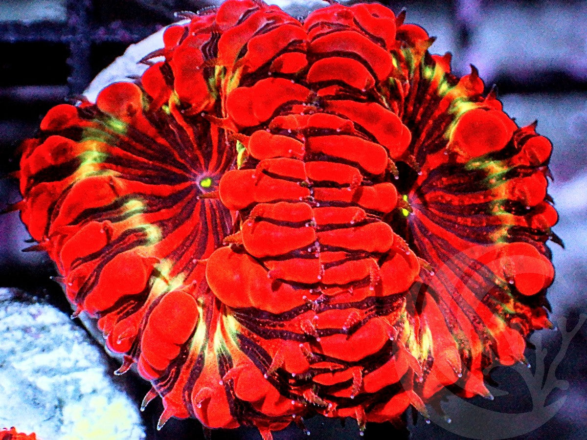 Yellow Ribbon Blastomussa wellsi