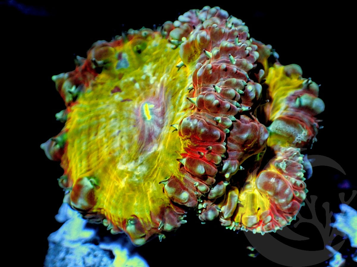 Voodoo Blastomussa wellsi