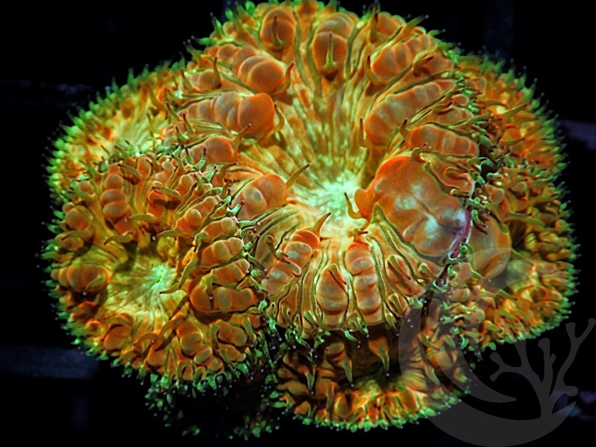 Autumn Harvest Blastomussa wellsi