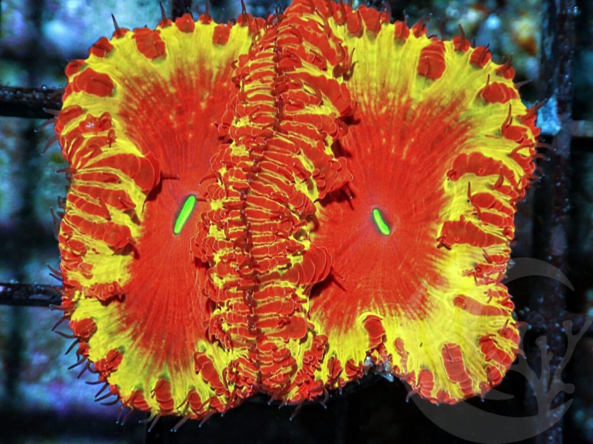 Corona Blast Blastomussa wellsi