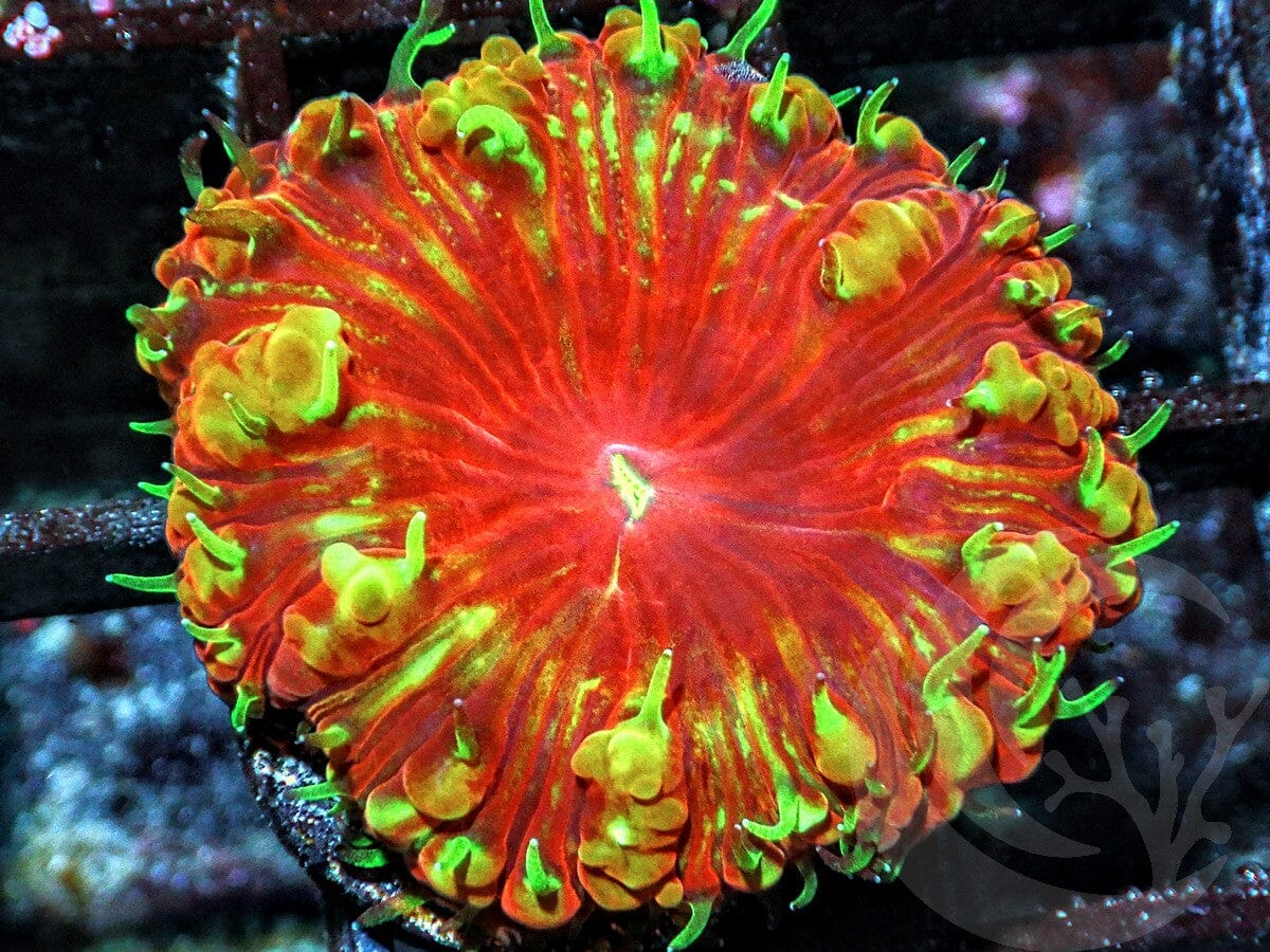 Gold Chunks Blastomussa wellsi