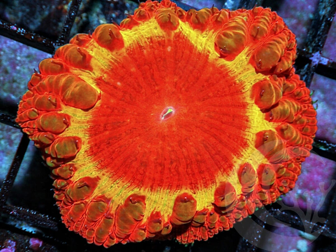 Jumbo Eclipse Blastomussa wellsi
