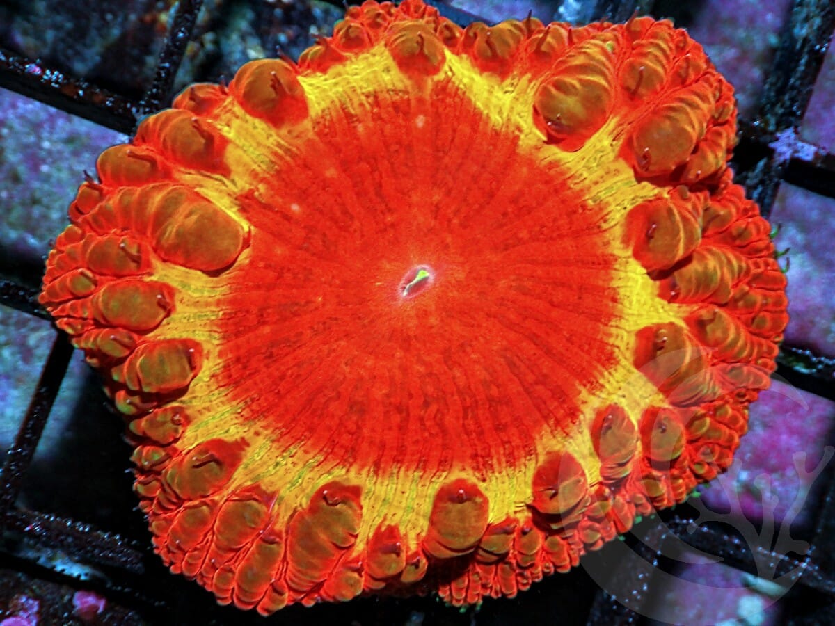 Jumbo Eclipse Blastomussa wellsi