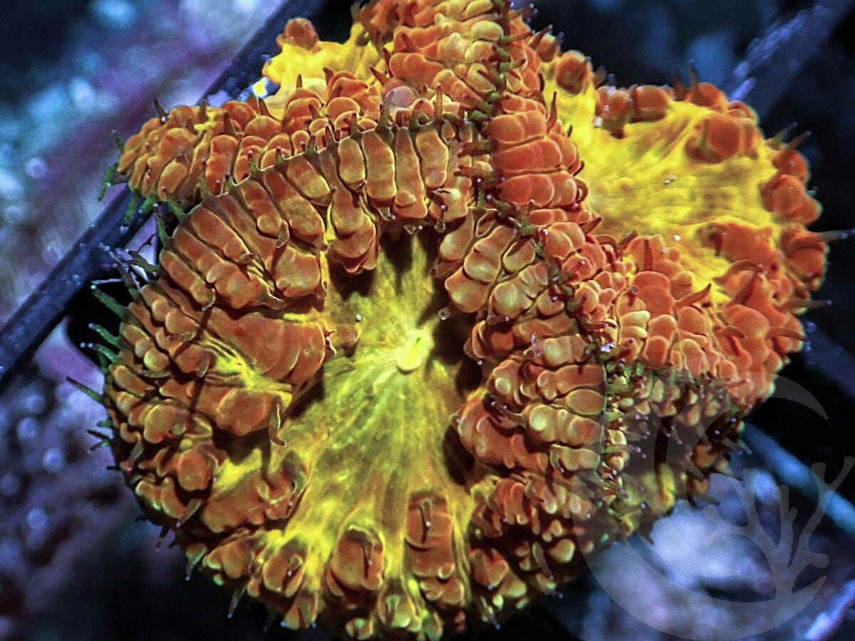 Gold Miner Blastomussa wellsi