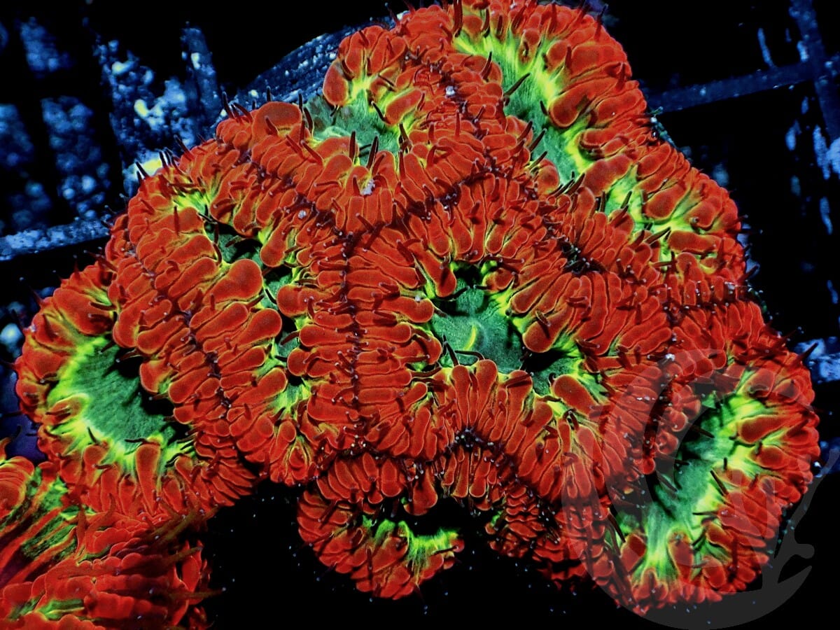 Day Glo Blastomussa wellsi