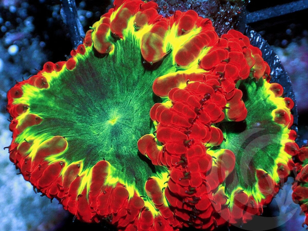 Kiwi Passion Blastomussa wellsi
