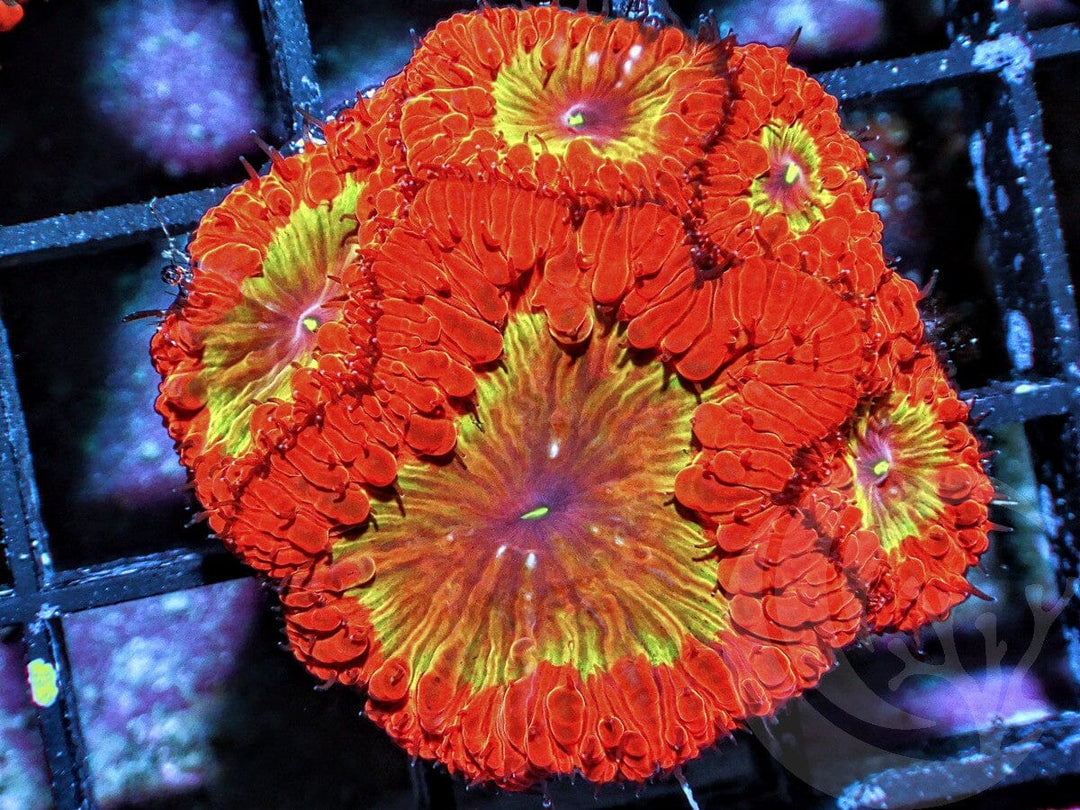 Atomic Sunset Blastomussa wellsi