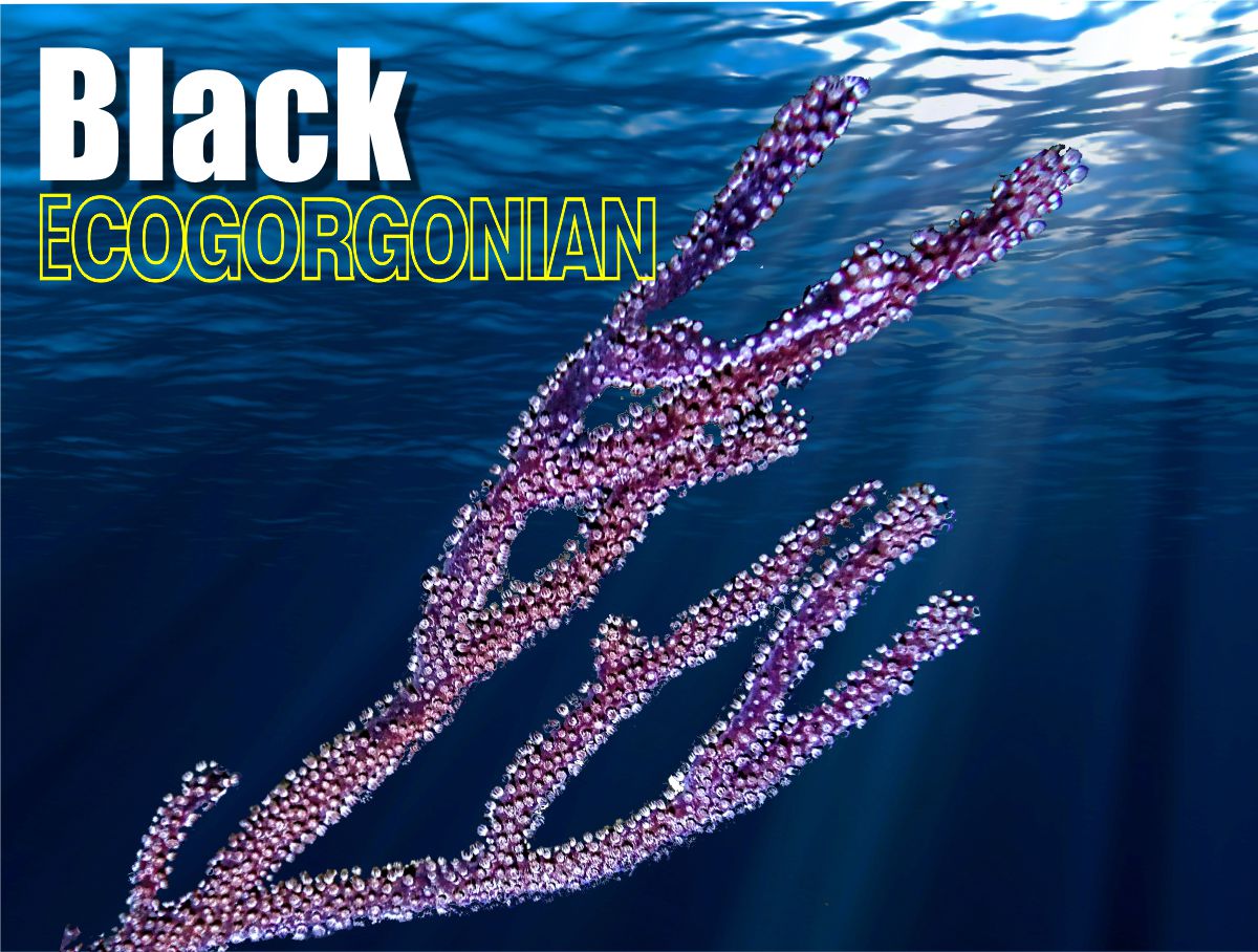 Black Photosynthetic Gorgonian