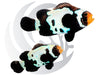 Black Bullethole Clownfish Captive Bred WYSIWYG Pair