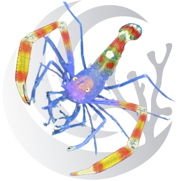 Blue Coral Banded Shrimp