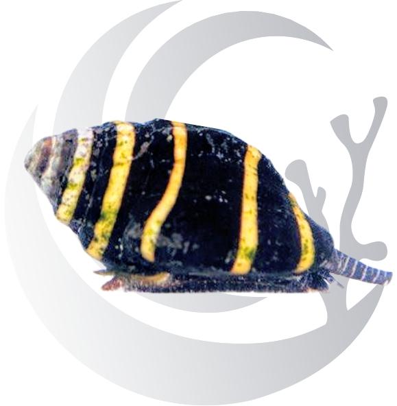 Bumble Bee Snail