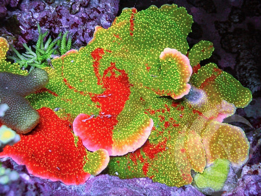 Mother Colony - Tie Dyed Plating Montipora