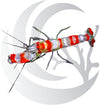Candy Cane Snapping Shrimp