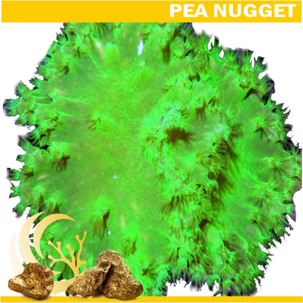 Loyalty Product: Green Cabbage Leather Frag