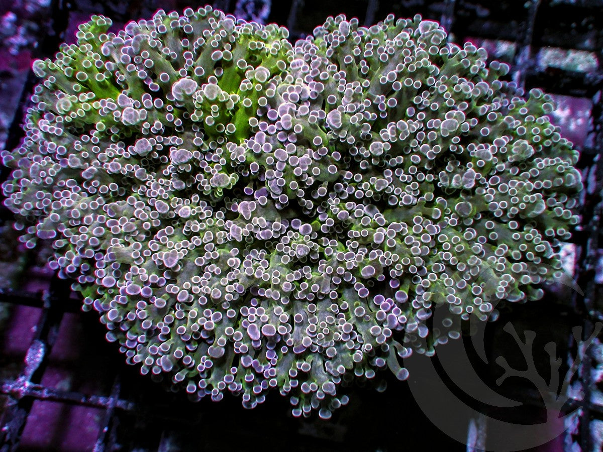 Green Misty Frogspawn