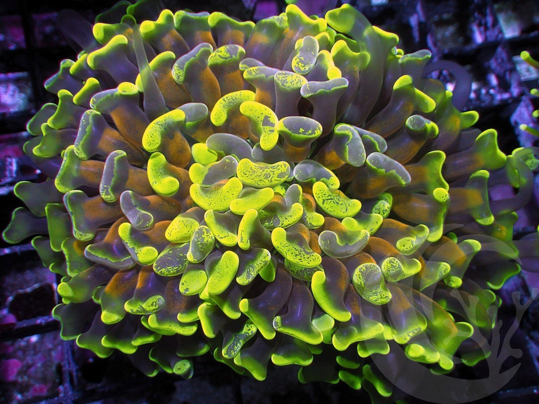 MultiColor Hammer