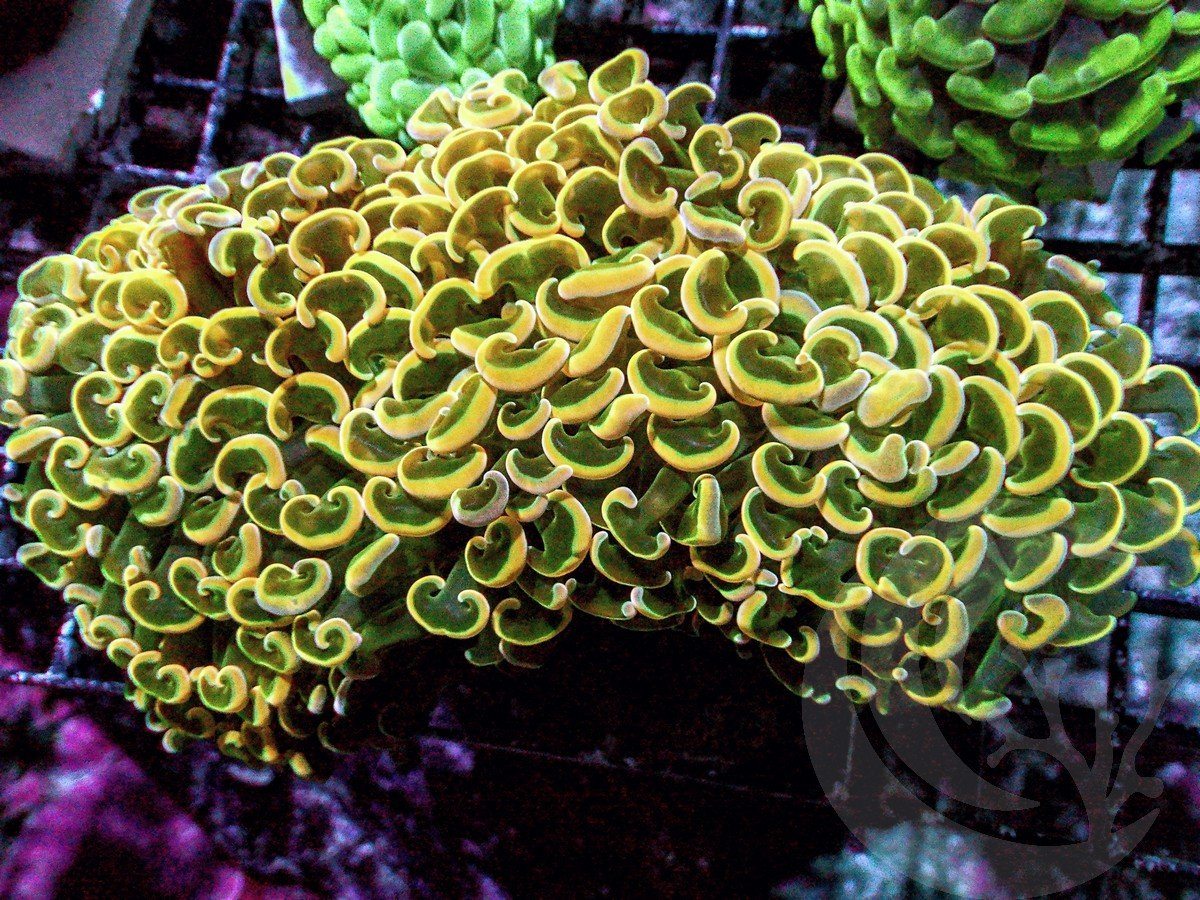 Showpiece Yellow-Gold tip Hammer